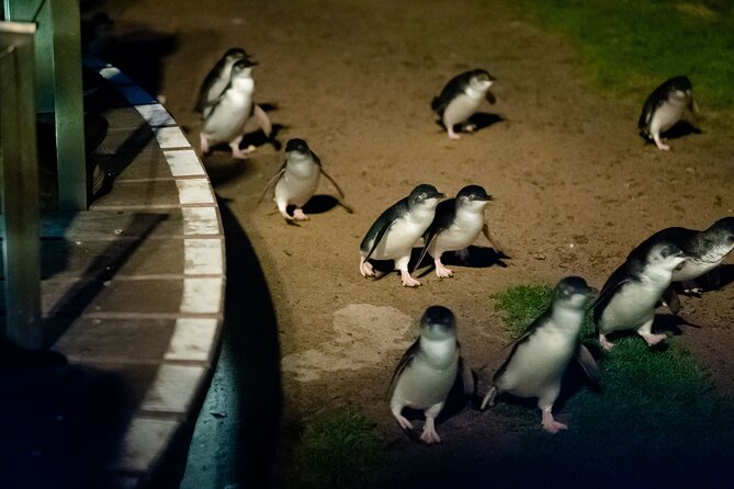 Phillip Island Wildlife Cruise and Penguin Tour from Melbourne - The Nobbies is the scenic high point before sunset