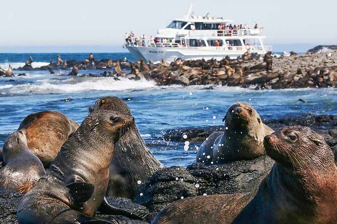 Phillip Island Wildlife Cruise and Penguin Tour from Melbourne - The Penguin Parade is the reason most people book