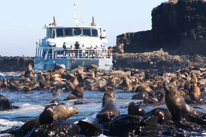Phillip Island Wildlife Cruise and Penguin Tour from Melbourne - Choosing between the Koala Conservation Reserve and Cowes