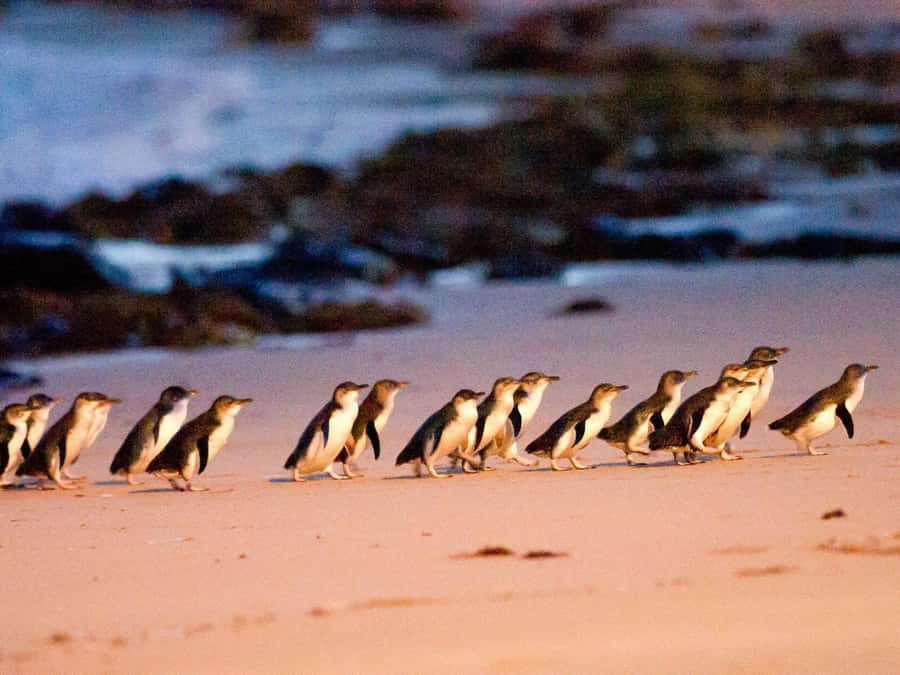 Phillip Island: Wine, Wildlife & Penguins with Gourmet Feast - Starting with pickup and a short island orientation