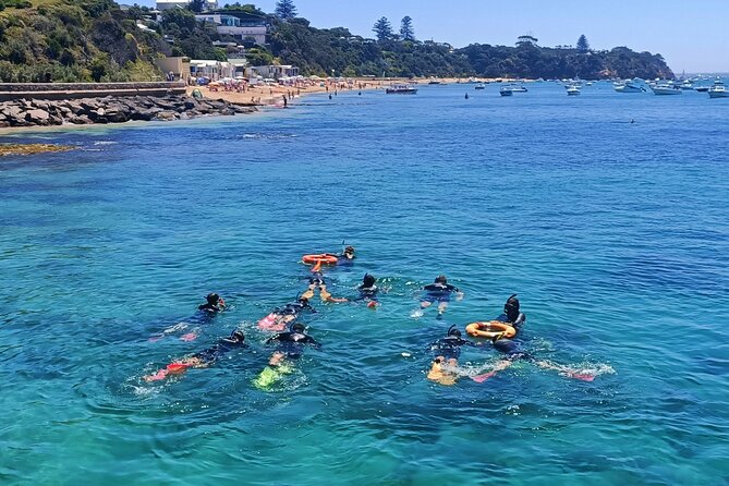 Port Phillip Bay Snorkeling with Sea Dragons - Key points at a glance