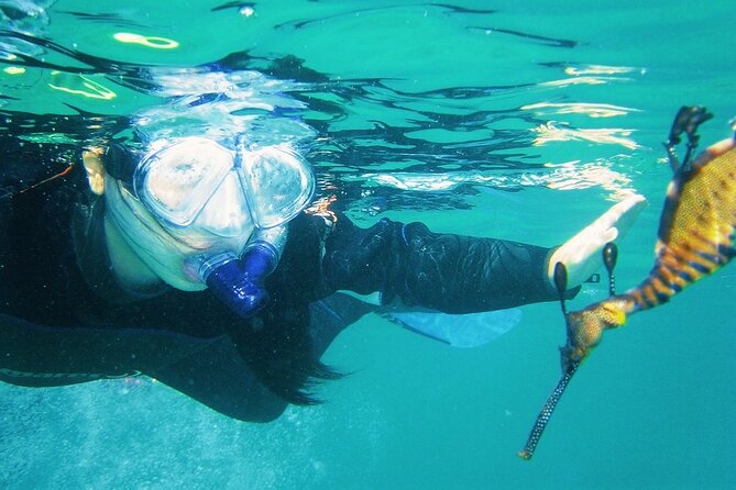 Port Phillip Bay Snorkeling with Sea Dragons - What the water session feels like