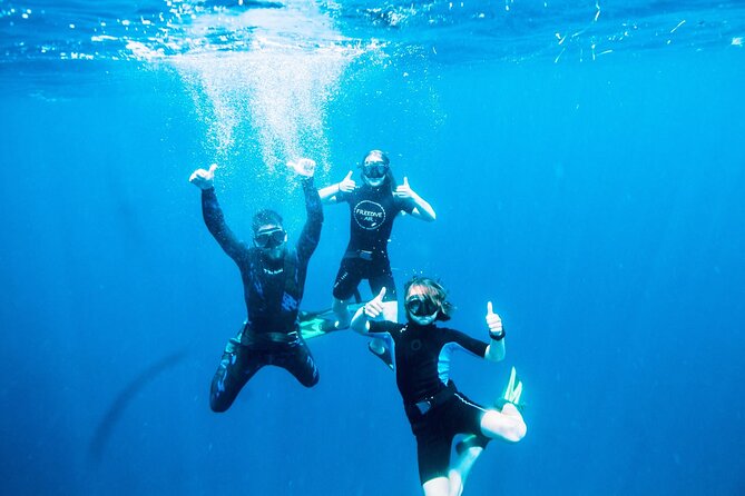 Port Phillip Bay Snorkeling with Sea Dragons - Finding the weedy seadragon