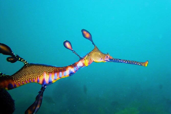 Port Phillip Bay Snorkeling with Sea Dragons - Morning or afternoon timing
