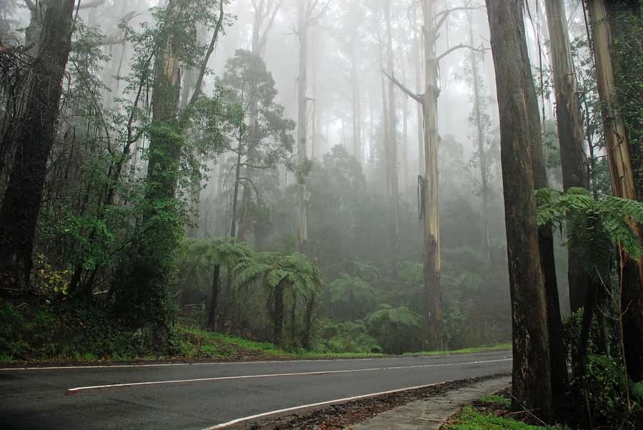 Premium Great Ocean Road Reverse Tour 13Pax Max Hotel PickUP - Wildlife stops: koalas, kangaroos, and parrots