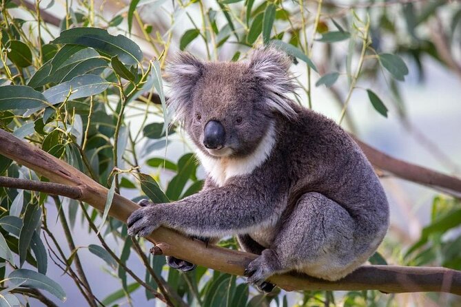 Premium Great Ocean Road Tour IN A Relaxed Way IN Premium Coach - Apollo Bay is your main meal break