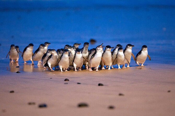 Premium Small Group Philip Island eco Tour - Key points to know before booking