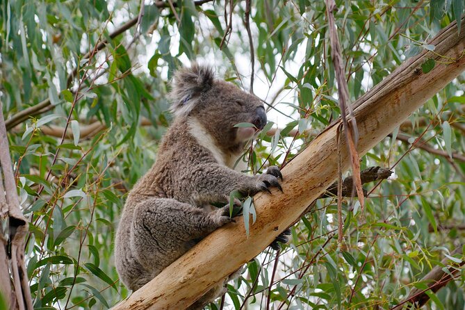 Premium Small Group Philip Island eco Tour - Cowes gives you a needed dinner break