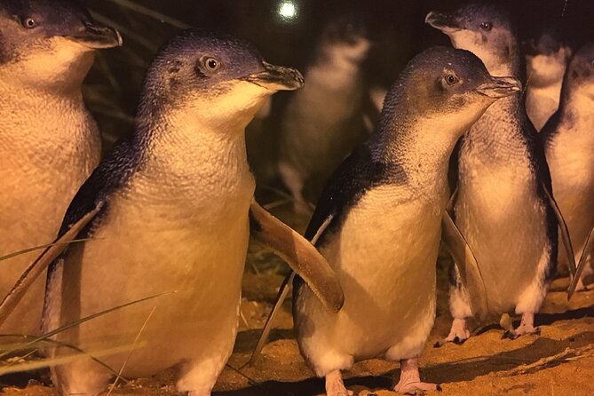 Private custom Penguin Tour with Premium Penguin Tickets - What custom touring really gives you