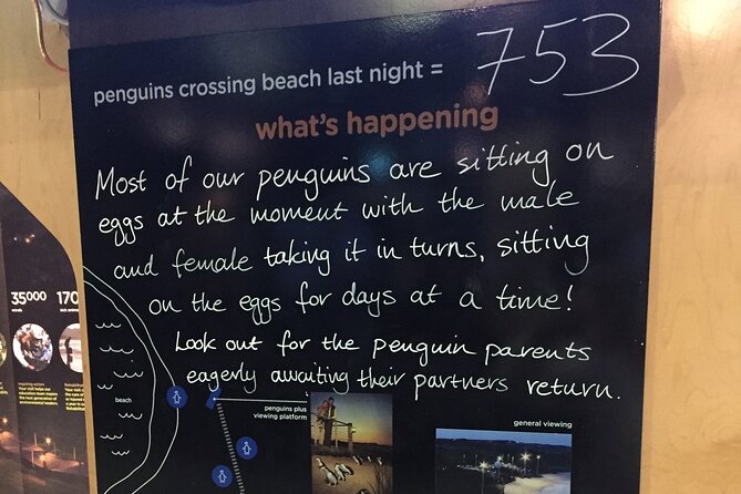 Private custom Penguin Tour with Premium Penguin Tickets - Who should book this private penguin tour?