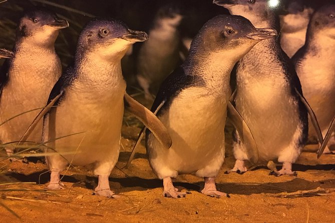 Private custom Penguin Tour with Premium Penguin Tickets - The Nobbies Centre and the southern coast