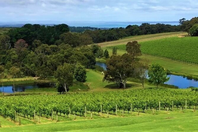 Private Mornington Wine Tour Small Group - Drivers and service style