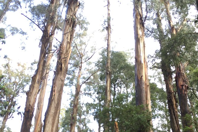 [Private Tour] Healesville Sanctuary Wildlife & Puffing Billy Steam Train - Healesville Sanctuary: Australian animals in native bushland