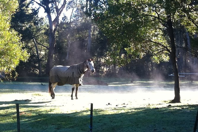 [Private Tour] Healesville Sanctuary Wildlife & Puffing Billy Steam Train - Should you book this private wildlife and railway day?