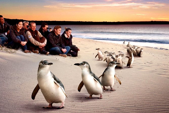 [Private Tour] “Penguin Parade” Phillip Island Tour. - Why the Penguin Parade is worth the long day
