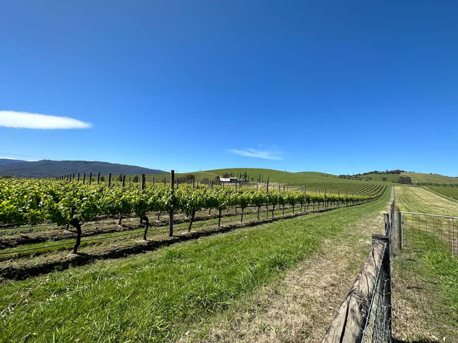 Private Tour: Yarra Valley Wine, Cheese, Gin & Chocolatrie - A private Yarra Valley day with room to change plans