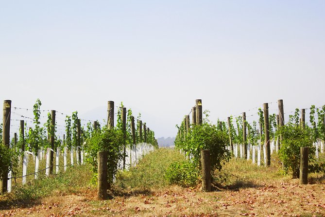 Private Tour: Yarra Valley Wineries with Wine Tastings - How guides Andy, Bruce, and Jerry shape the day