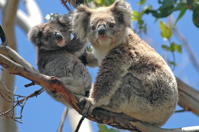 Puffing Billy And Healesville Sanctuary Scenic Tour - What is included for $163.53