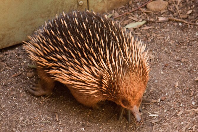 Puffing Billy And Healesville Sanctuary Scenic Tour - The small-group format helps on a long day