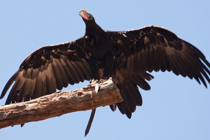 Puffing Billy And Healesville Sanctuary Scenic Tour - Timing, weather, and who should book