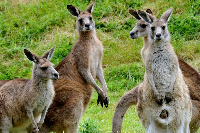 Puffing Billy And Healesville Sanctuary Scenic Tour - My call: book it for the mix, not just the train