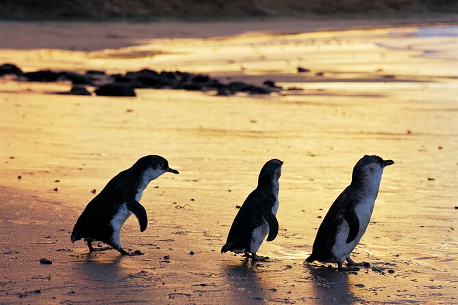 Puffing Billy and Penguin Parade Day Tour From Melbourne - Timing, coach travel, and guide communication