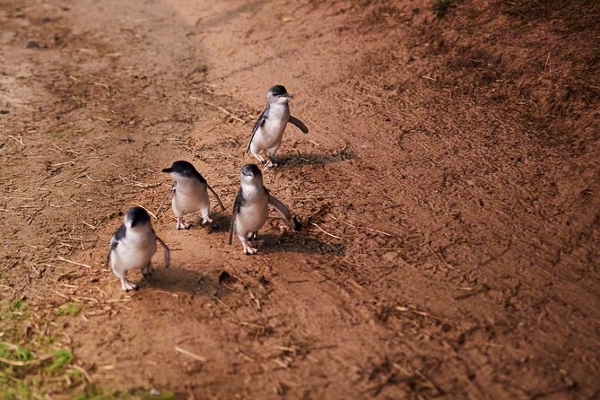 Puffing Billy and Penguin Parade Day Tour From Melbourne - Who will enjoy this day most