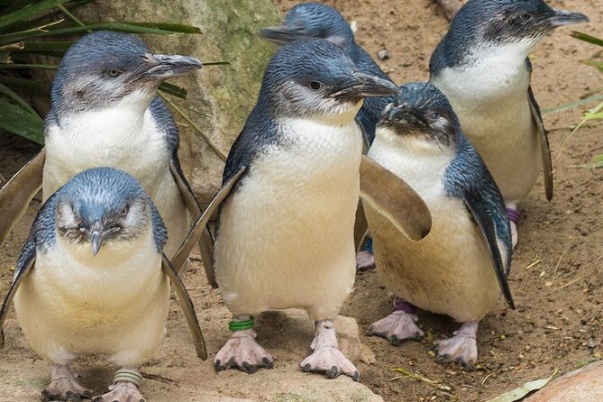 Puffing Billy And Phillip Island Penguin Parade Bus Tour - Waiting for the little blue penguins
