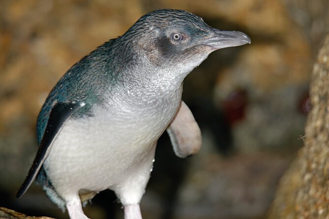 Puffing Billy And Phillip Island Penguin Parade Bus Tour - Booking decision: is $171.42 good value?