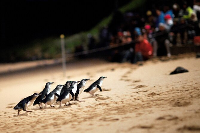 Puffing Billy Steam Train and Penguins Wildlife Tour - Should you pay extra for Penguin Plus?
