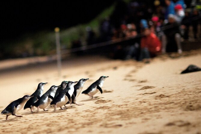 Puffing Billy Tour and Penguin Parade from Melbourne - Emerald Lake Park and Lakeside
