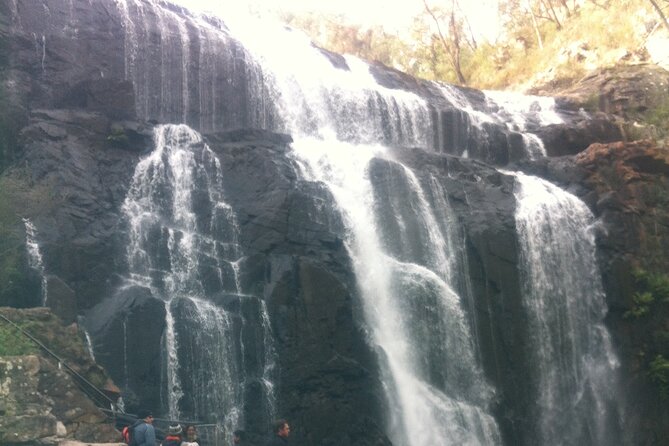 Puffing Billy Train and Phillip Island Penguin Parade Day Tour - A long day with plenty of time on the road