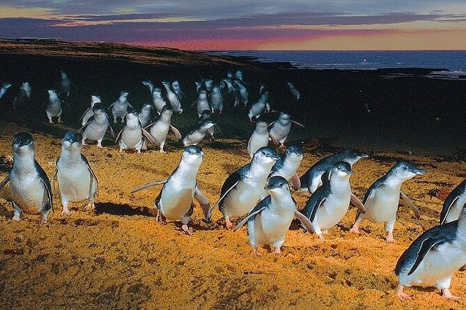Puffing Billy Train and Phillip Island Penguin Parade Day Tour - Who should book this tour?