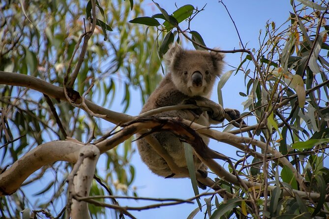 Reimagined Great Ocean Road 1-Day Tour from Melbourne - Great Otway National Park brings a chance to find koalas