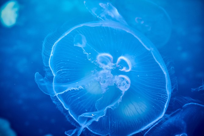 SEA LIFE Melbourne Aquarium Admission Ticket - What you see inside the Melbourne aquarium