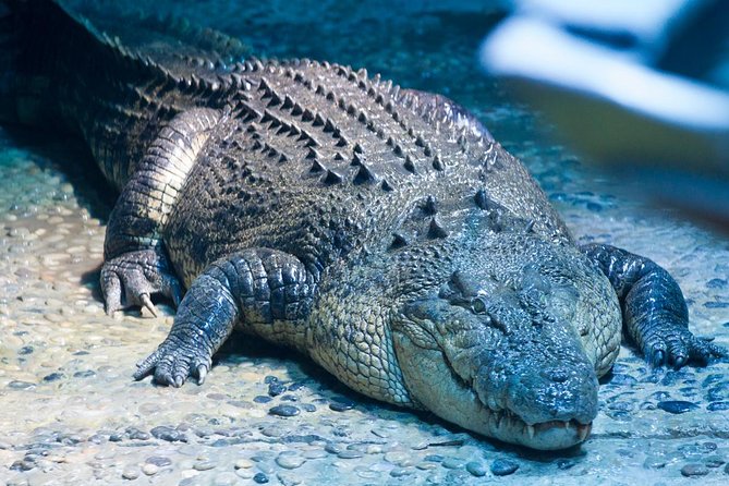 SEA LIFE Melbourne Aquarium Admission Ticket - Croc Lair and the Australian habitats