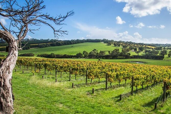 Shore Excursion Melbourne, Sights, Kangaroos, Koalas Lunch & Wine - Who should book this experience