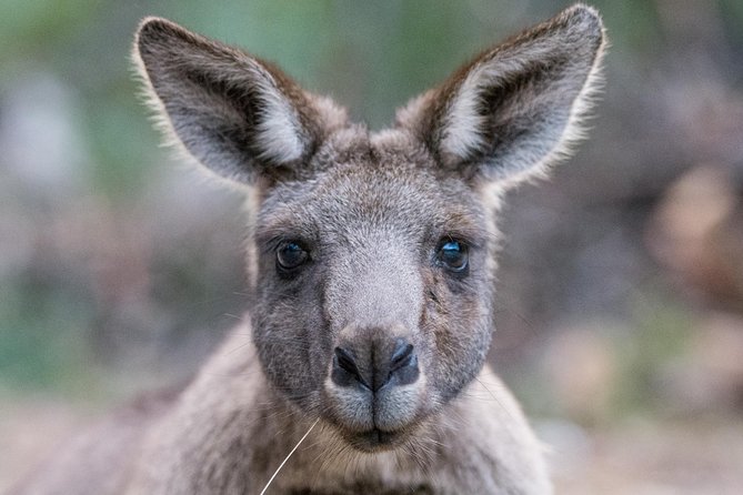Small-Group Grampians Great Wildlife Escape Day Trip with Hiking - Why this is such a long day from Melbourne