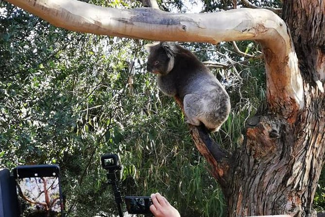 Small-Group Great Ocean Road Day Trip from Melbourne - Loch Ard Gorge and the stories behind the coast