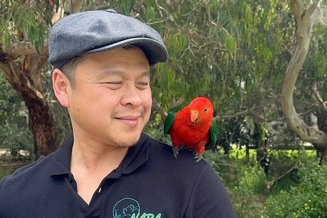 Small group Great Ocean Road Reverse & Wildlife spotting - Kennett River: a quick wildlife search