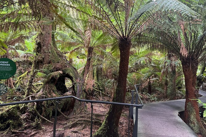Small group Great Ocean Road Reverse & Wildlife spotting - Anglesea Golf Club and the kangaroo hour