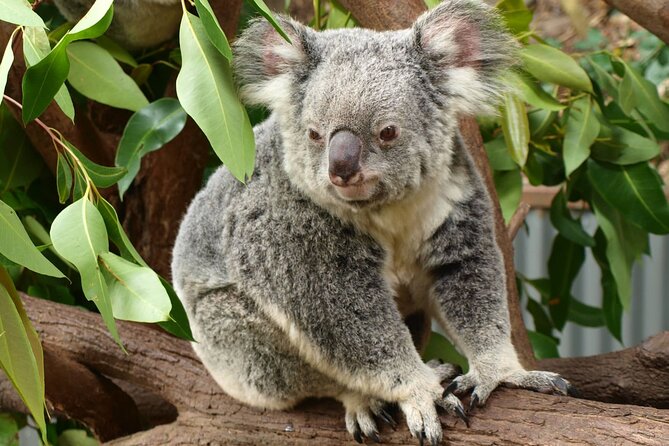 Small-Group Murray River Adventure - Paddle Steamer & Wildlife - Echuca, Victoria’s old river port