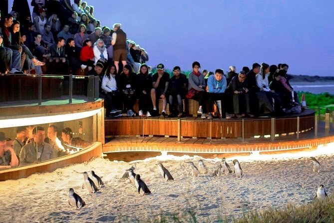 Small-Group Phillip Island Afternoon Day Trip from Melbourne - Why the penguin parade is worth the long ride