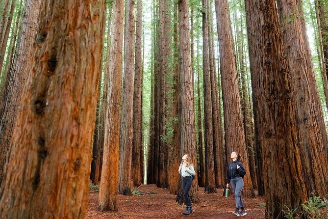 Small Group Yarra Valley: Redwoods Forest & Premium Wine Tour - Why this Yarra Valley day works well