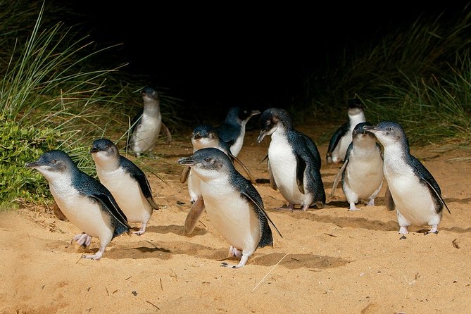 Small Tour (8 ppl) Phillip Island Hike & Penguin Parade Day Tour - Who Will Enjoy This Day Most