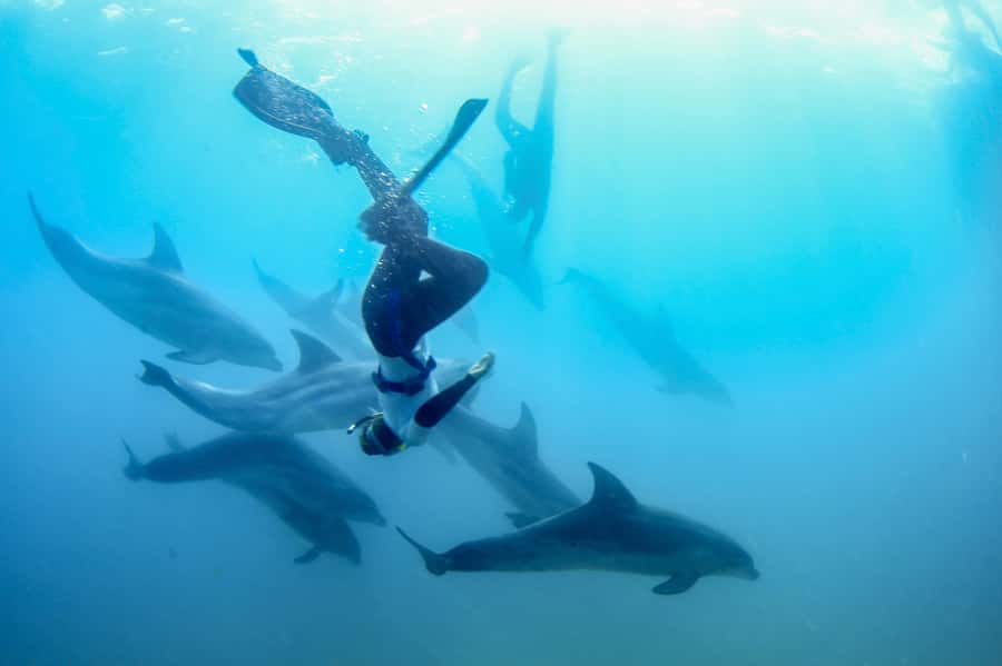 Sorrento: Dolphins & Seals Snorkeling Cruise w/ Lunch - Key points to know before booking