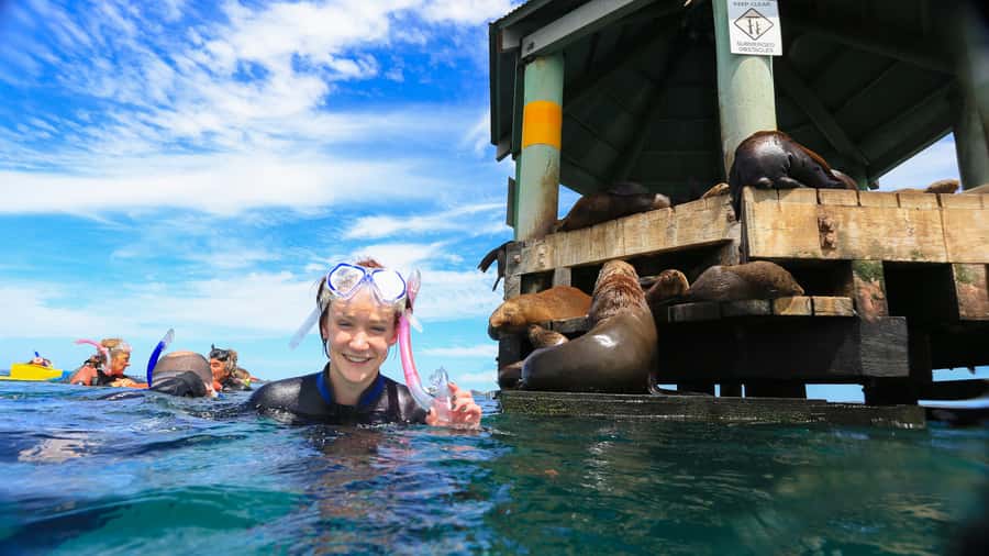 Sorrento: Dolphins & Seals Snorkeling Cruise w/ Lunch - Meeting the Moonraker at Sorrento Pier
