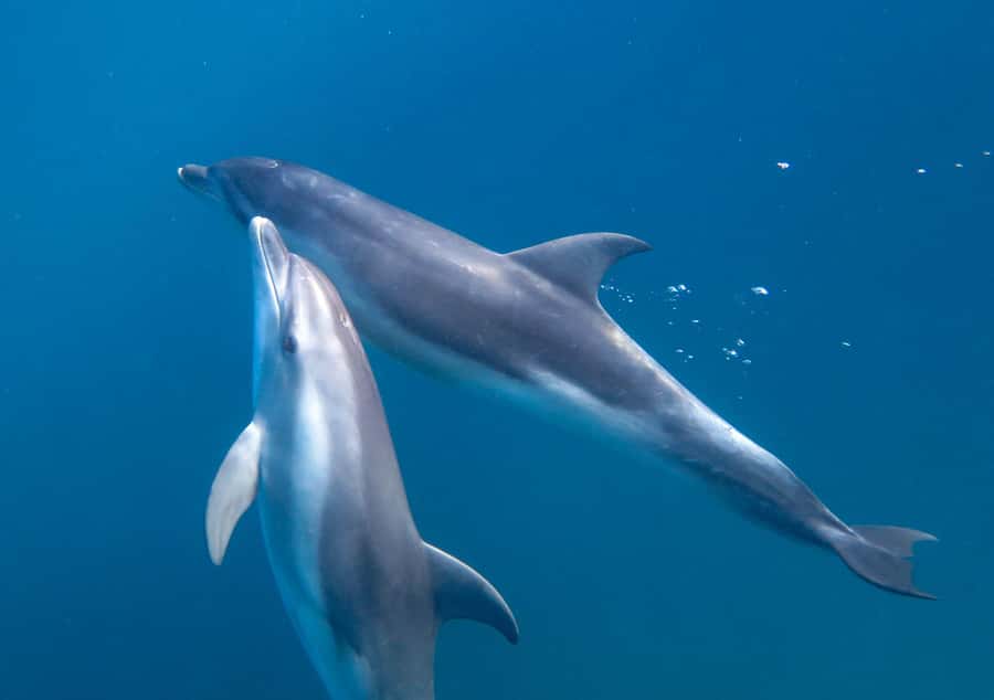 Sorrento: Dolphins & Seals Snorkeling Cruise w/ Lunch - What happens if the dolphins stay away