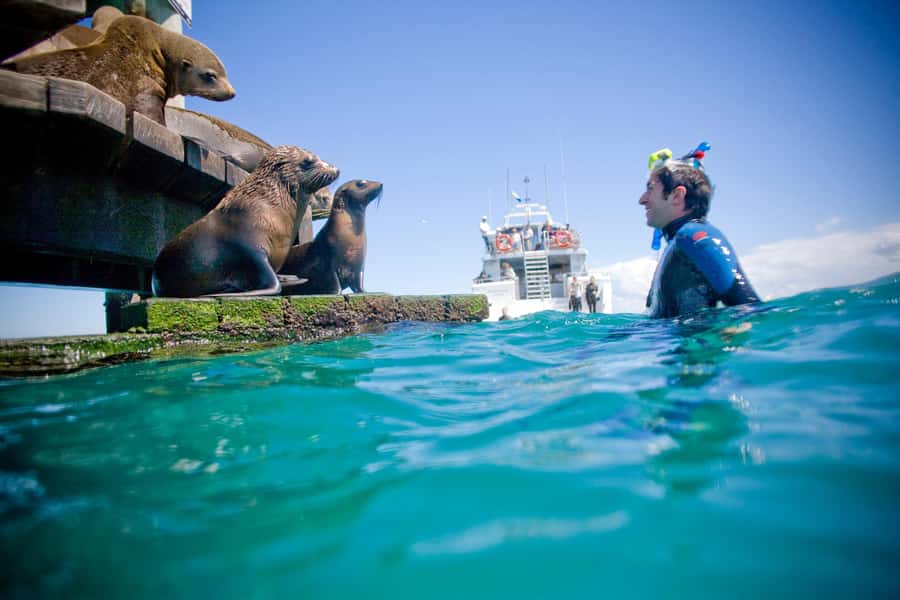 Sorrento: Dolphins & Seals Snorkeling Cruise w/ Lunch - Who will enjoy this most