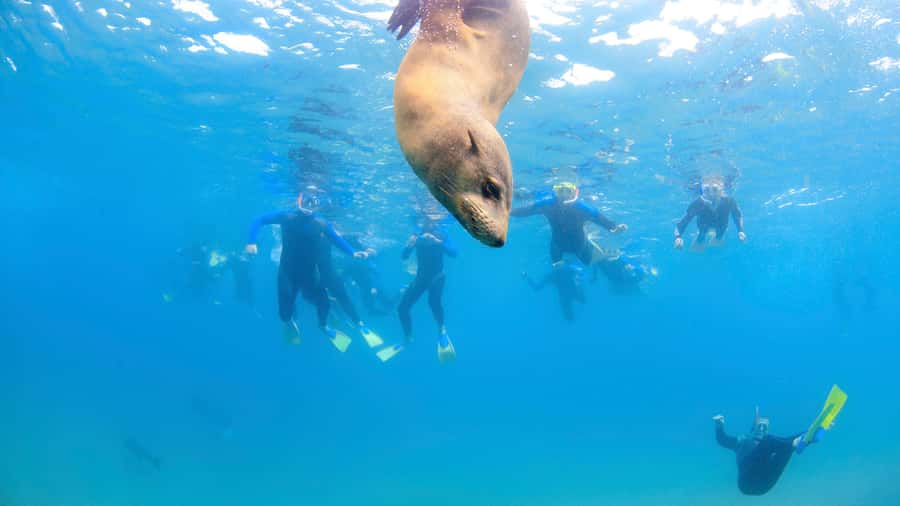 Sorrento: Dolphins & Seals Snorkeling Cruise w/ Lunch - Practical tips for a smoother day